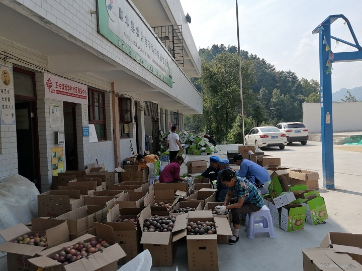 我为群众办实事：公司积极购买农产品助力乡村振兴